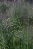 Deschampsia cespitosa