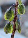 Polygala amarella