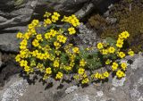 Draba bryoides