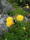 genus Taraxacum. Цветущее растение. Кольский п-ов, Восточный Мурман, окр. пос. Дальние Зеленцы, морской берег урочища Плохие Чевры. 18.07.2009.