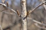 Viburnum burejaeticum