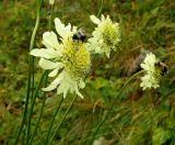 Cephalaria gigantea