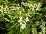 Cardamine amara