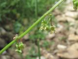 Rumex hastifolius