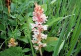 Orobanche alba