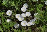 Convolvulus arvensis