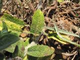 Stachys cretica подвид smyrnaea