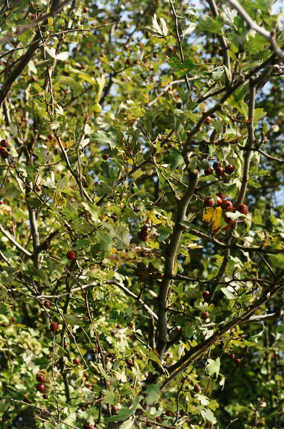 Изображение особи Crataegus leiomonogyna.