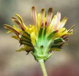 род Taraxacum. Соцветие (вид со стороны обёртки). Узбекистан, Сурхандарьинская обл., Джаркурганский р-н, берег водохранилища Актепа, глинисто-песчаная почва. 06.05.2022.