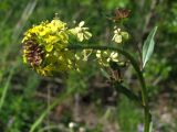 Erysimum hieraciifolium. Верхушка цветущего побега. Магаданская обл., Ольский р-н, окр. пгт Ола, обочина дороги, галечник. 04.07.2018.