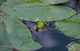 Nuphar lutea