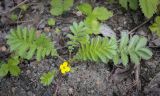 Potentilla anserina. Цветущее растение с аномальным 4-членным цветком. Пермский край, г. Пермь, Ленинский р-н, станция Блочная, берма насыпи. 18.06.2023.