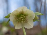 Helleborus caucasicus. Цветок. Краснодарский край, Крымский р-н, окр. станицы Неберджаевская, ур. Малый Яр, буково-грабово-дубовый лес. 23.02.2024.