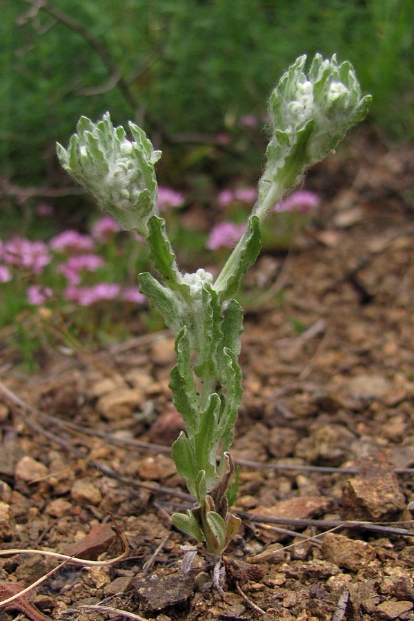 Изображение особи Bombycilaena erecta.