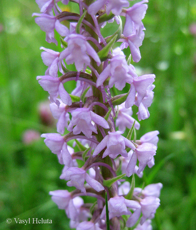 Image of Gymnadenia conopsea specimen.