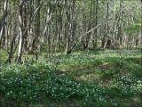 Anemone nemorosa