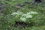 Dryopteris expansa