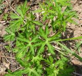 род Geranium