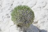 Anabasis cretacea. Растение на меловом склоне. Западный Казахстан, плато Аккерегешин 45 км NO п. Кульсары. 02.05.2013.