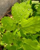 Chelidonium majus