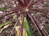 Allium schubertii