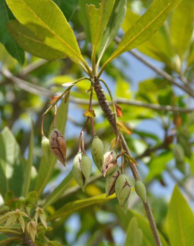 Изображение особи Elaeocarpus grandiflorus.