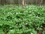 Anemone nemorosa