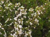 genus Leptospermum. Ветви цветущего кустарника. Австралия, о. Тасмания, национальный парк \"Крэдл Маунтин\". 26.02.2009.