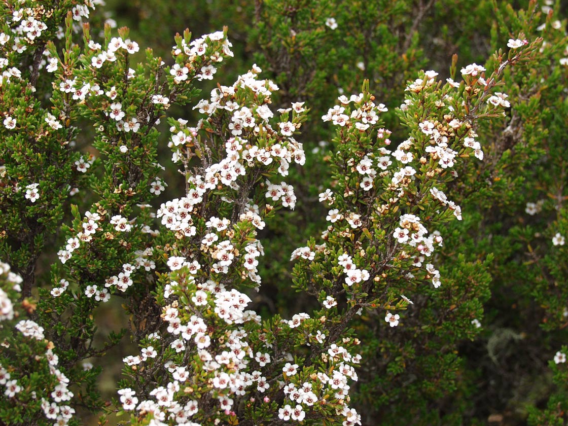 Изображение особи род Leptospermum.