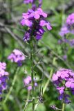 Hesperis sibirica