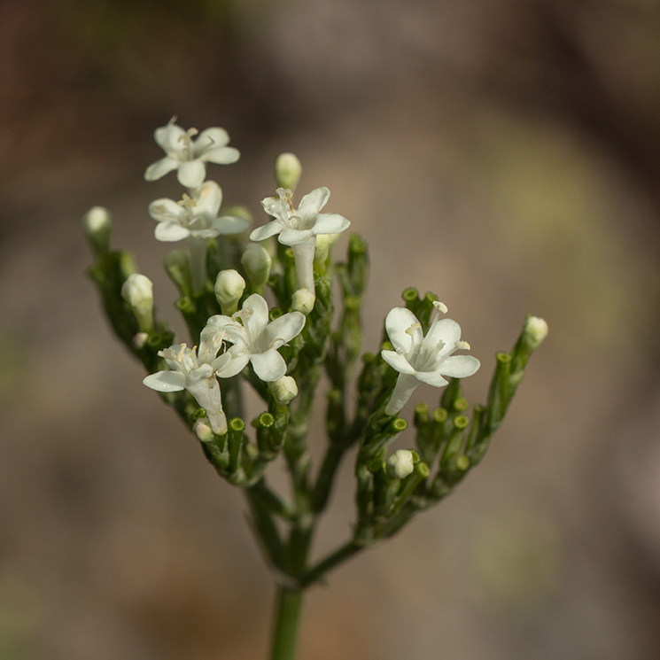 Изображение особи Valeriana alpestris.