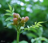 Campsis radicans