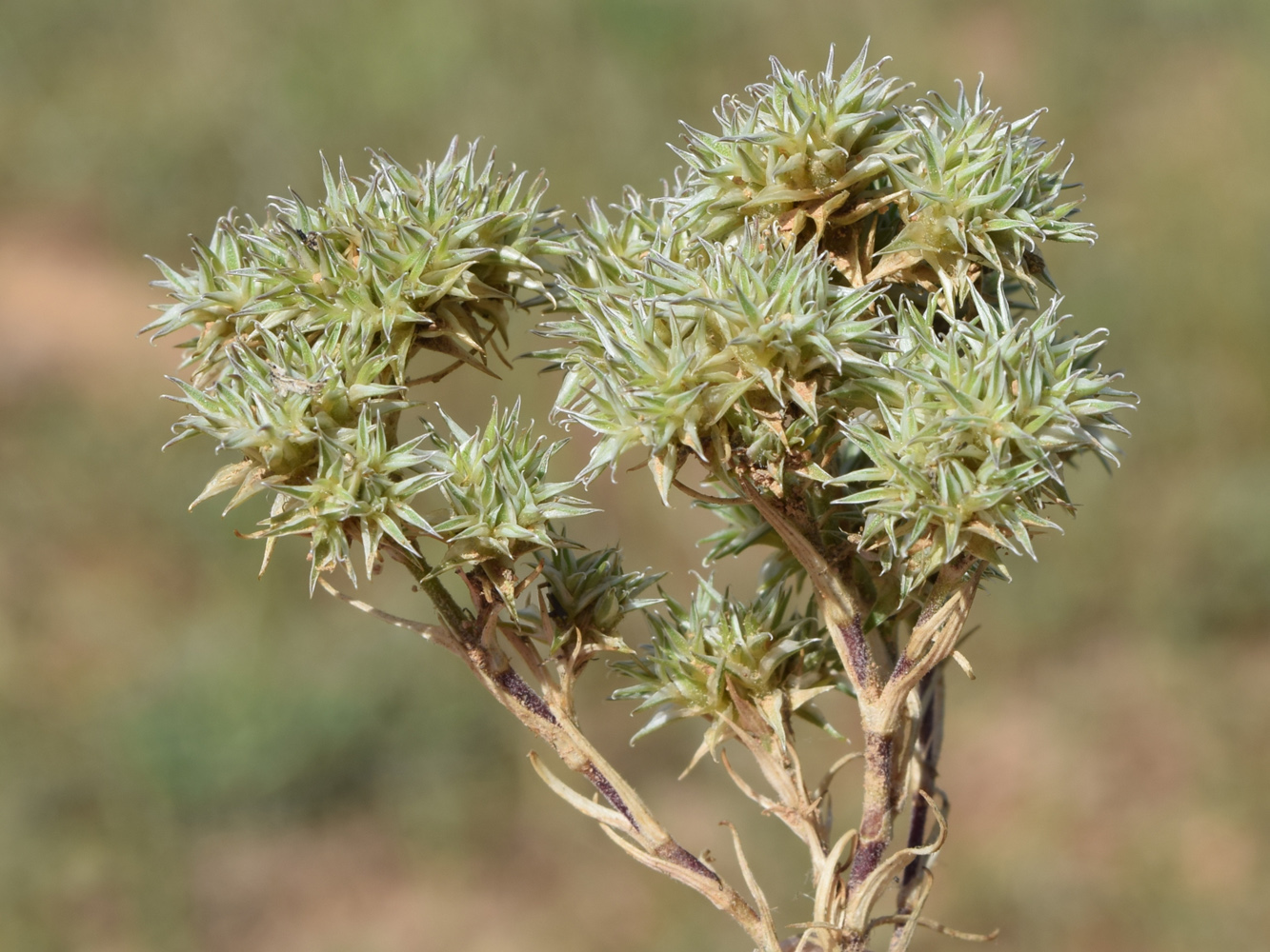 Image of Queria hispanica specimen.