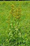 Veratrum lobelianum. Цветущие растения. Карачаево-Черкесия, окр. пос. Нижний Архыз, влажный луг. 14.06.2015.