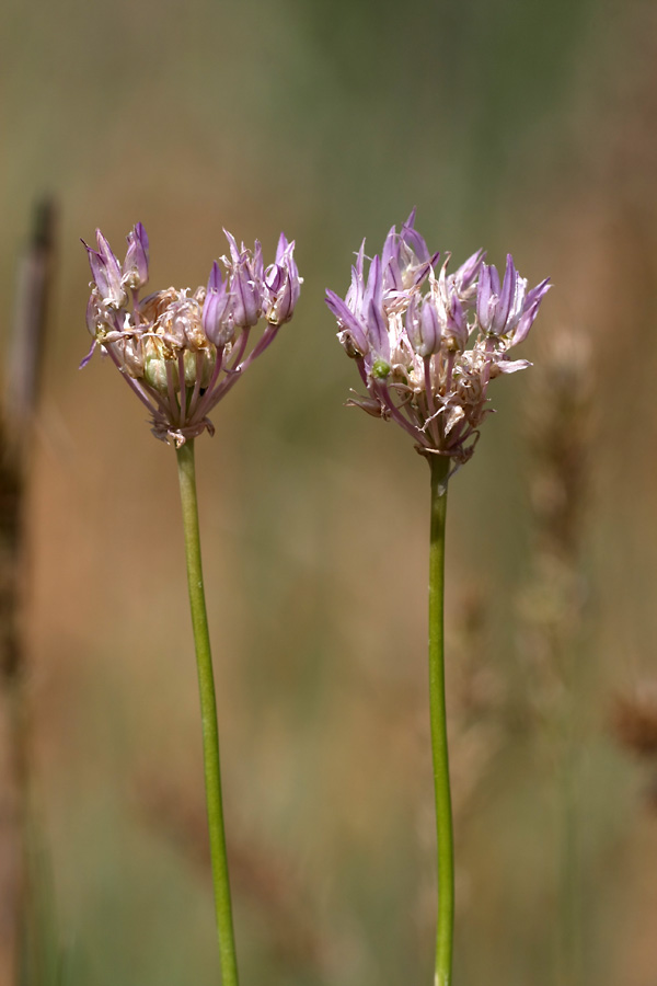 Изображение особи род Allium.