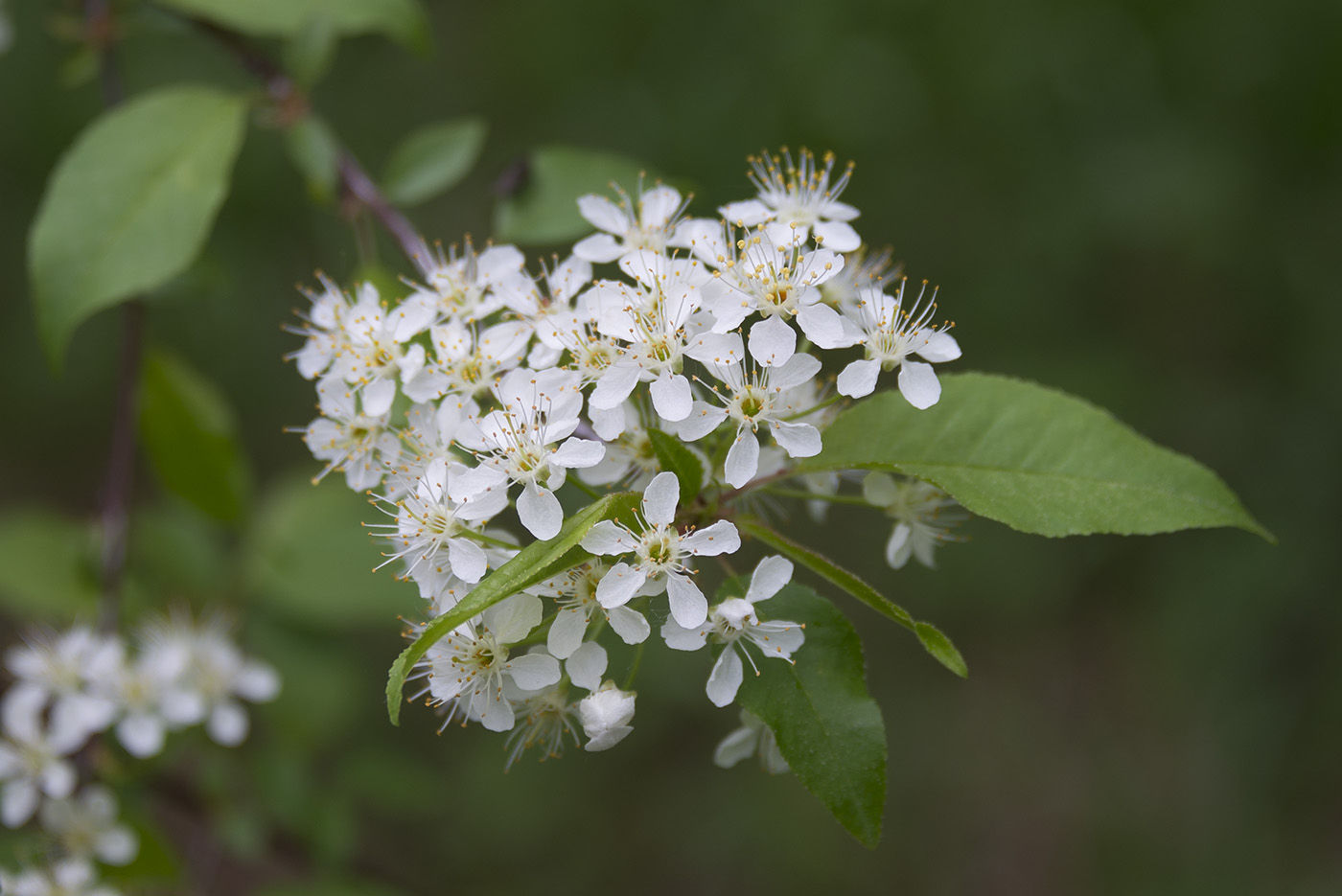 Изображение особи Cerasus pensylvanica.