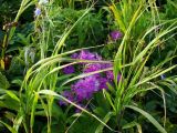 Dianthus superbus