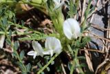 Astragalus chionanthus