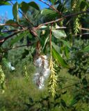 Salix pentandra