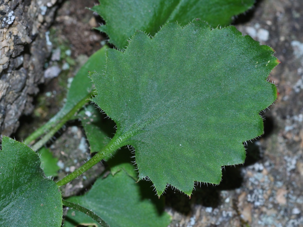 Image of Micranthes oblongifolia specimen.