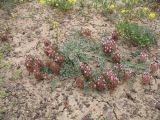 Astragalus chaetodon