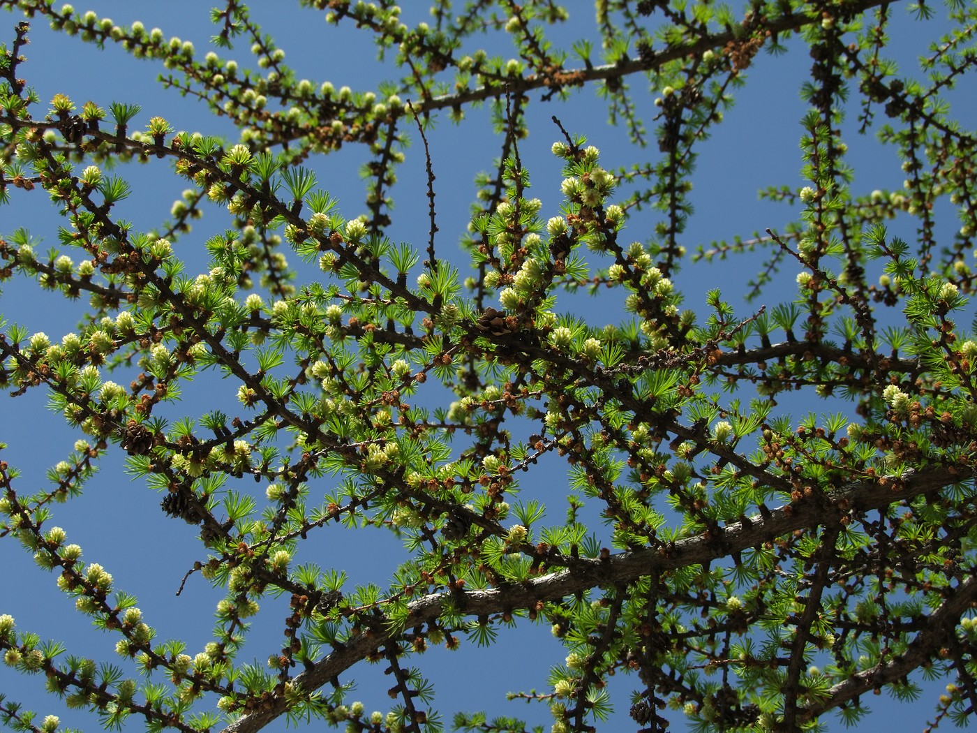 Image of Larix cajanderi specimen.