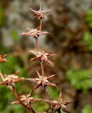 Sedum stoloniferum