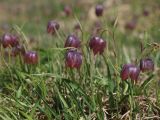 Fritillaria meleagris