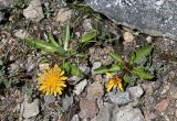 род Taraxacum