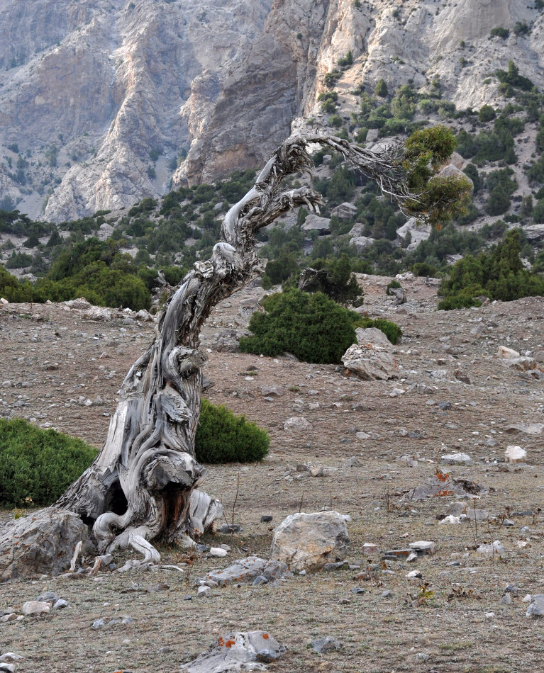 Изображение особи Juniperus seravschanica.