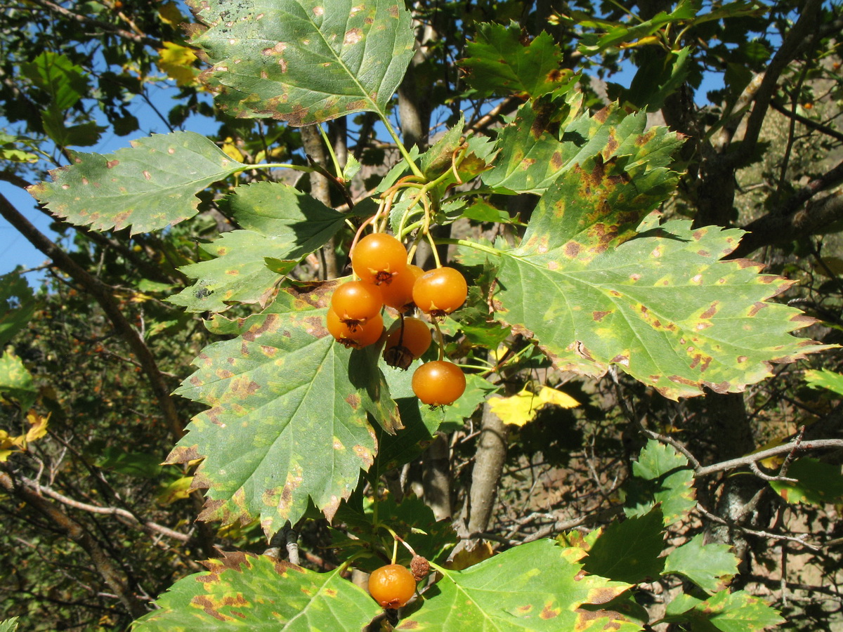 Изображение особи Crataegus korolkowii.