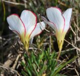 Oxalis versicolor