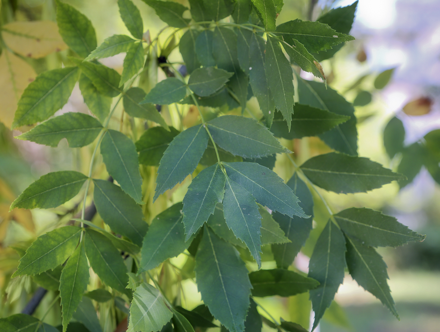 Изображение особи Fraxinus excelsior.