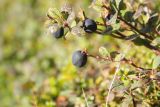 Vaccinium подвид microphyllum